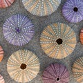 A collection of pale colored sea urchin shells on a sandy beach.