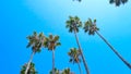 Collection of Palm Trees on Beach Looking Up Into Blue Sky Royalty Free Stock Photo