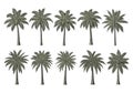 Collection of palm trees Royalty Free Stock Photo