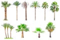 Collection of palm trees isolated Royalty Free Stock Photo