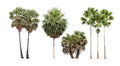 Collection of palm trees isolated on white background Royalty Free Stock Photo