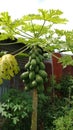 A collection of papayas waiting to ripen on a tree Royalty Free Stock Photo