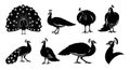 Peacock Silhouettes Collection - Diverse Poses and Styles Royalty Free Stock Photo