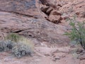 Collection of petroglyphs on hill at Valley of Fire, Nevada Royalty Free Stock Photo