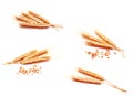 Collection of photo wheat ears corn isolated on a white background