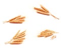 Collection of photo wheat ears corn isolated on a white background