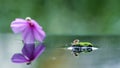 Reflectiom of behavior snails at purple flower Royalty Free Stock Photo