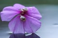 reflection of behavior snails at purple flower Royalty Free Stock Photo