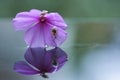 Reflection of behavior snails at purple flower Royalty Free Stock Photo