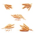 Collection of photos wheat ears corn isolated on a white background Royalty Free Stock Photo