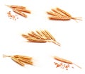 Collection of photos wheat ears corn isolated on a white