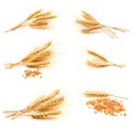 Collection of photos wheat ears and seed Royalty Free Stock Photo
