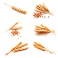 Collection of photos wheat ears and seed isolated Royalty Free Stock Photo