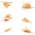 Collection of photos wheat ears and seed isolated Royalty Free Stock Photo