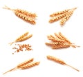 Collection of photos wheat ears and seed isolated Royalty Free Stock Photo