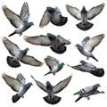 A collection of pigeons captured in various mid-flight poses against a plain background Royalty Free Stock Photo