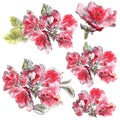 Collection of pink azalea flowers in watercolor