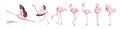 Collection of pink flamingo in various poses isolated on white background. Set of gorgeous exotic bird or tropical avian