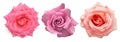 Collection pink flowers head roses isolated on a white background Royalty Free Stock Photo