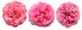 Collection pink flowers head roses isolated on a white background Royalty Free Stock Photo