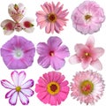 Collection of pink flowers Royalty Free Stock Photo