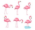 Collection of pink vector flamingos. Cartoon illustration Royalty Free Stock Photo