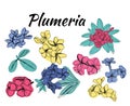 Collection of plumeria flower and leaves, frangipani illustration