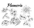 Collection of plumeria flower and leaves, frangipani illustration