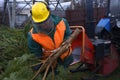 Collection point for recycling used Christmas trees. Worker puts branches of used Christmas tree in the receiver of the