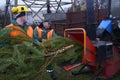 Collection point for recycling used Christmas trees. Worker puts branches of used Christmas tree in the receiver of the