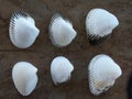 Collection of 6 Ponderous Ark Seashells