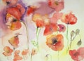 Collection of poppies against a multi colored background. Royalty Free Stock Photo