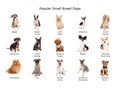 Collection of Popular Small Breed Dogs Royalty Free Stock Photo