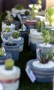 Potted cacti