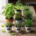 A collection of potted herbs arranged on a wooden table in a bright indoor Royalty Free Stock Photo