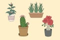 Collection of potted houseplants