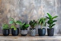 Collection of potted indoor houseplants in black decorated pots Royalty Free Stock Photo