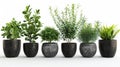 Collection of potted indoor houseplants in black decorated pots Royalty Free Stock Photo