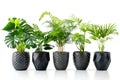 Collection of potted indoor houseplants in black decorated pots Royalty Free Stock Photo