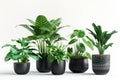 Collection of potted indoor houseplants in black decorated pots Royalty Free Stock Photo