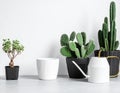Assortment of potted plants and watering can on a grey surface cactus succulent Royalty Free Stock Photo