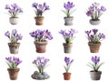 A Collection of Potted Purple Crocuses on White Background Royalty Free Stock Photo