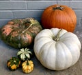 Collection of pumpkins of different colors