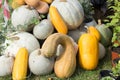 A collection of pumpkins of different types Royalty Free Stock Photo