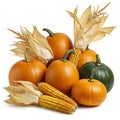 A collection of pumpkins and ears of corn arranged on a white surface. The pumpkins Royalty Free Stock Photo
