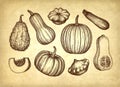 Collection of pumpkins. Royalty Free Stock Photo