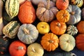 A collection of pumpkins and squash.