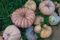 A collection of pumpkins and squash of different types and colors. Autumn harvest. Royalty Free Stock Photo