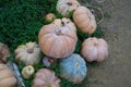 A collection of pumpkins and squash of different types and colors. Autumn harvest. Royalty Free Stock Photo