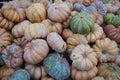 A collection of pumpkins and squash of different types and colors. Autumn harvest. Royalty Free Stock Photo